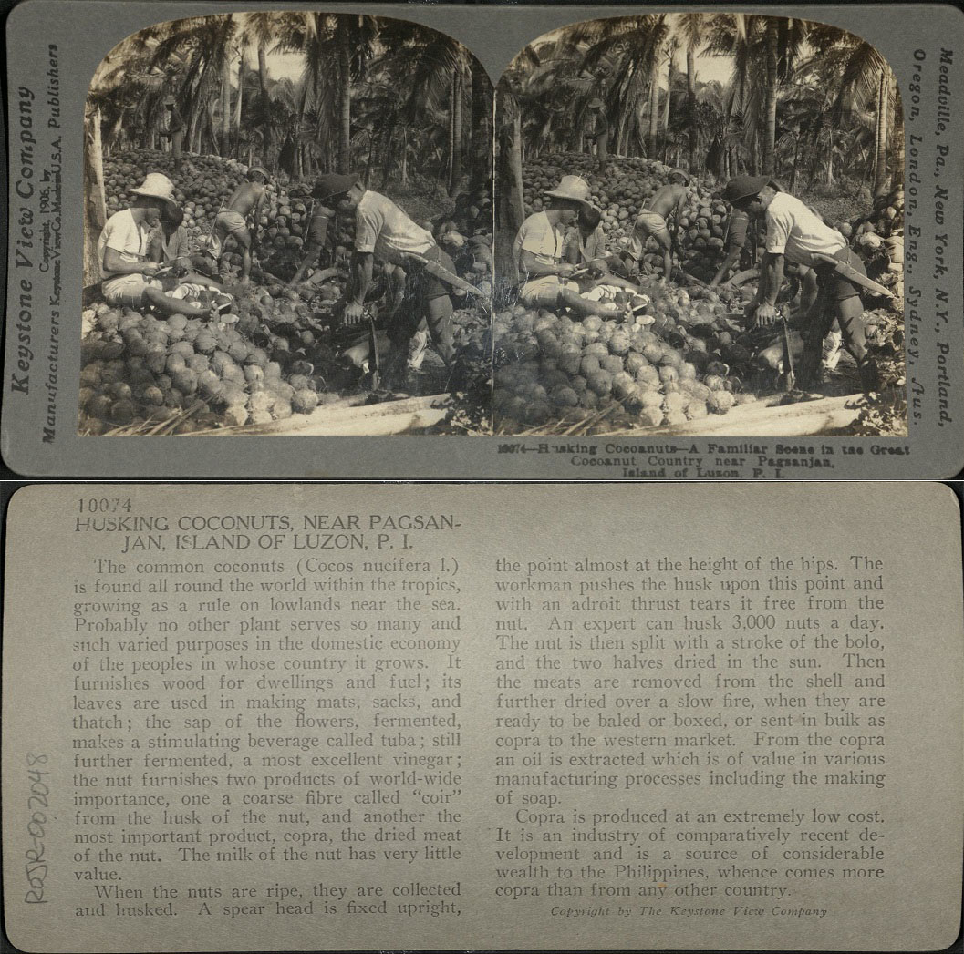 Husking Coconuts – Familiar Scene in the Great Coconut Country near Pagsanjan, I. of Luzon, P. I.